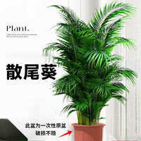手耕田散尾葵植物盆栽客厅大型绿植室内办公室凤尾竹盆景天堂鸟花卉 散尾葵高80-90厘米一盆