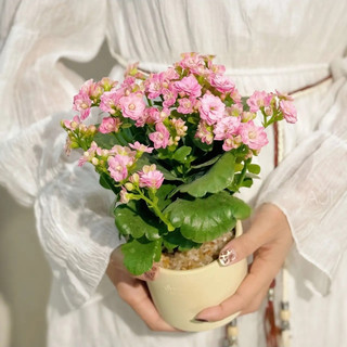 长寿花盆栽重瓣大花花苗带花苞四季开花卉绿植稀有品种大全