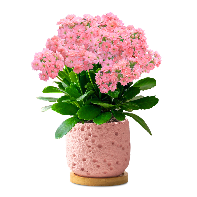 长寿花盆栽重瓣大花花苗带花苞四季开花卉绿植稀有品种大全