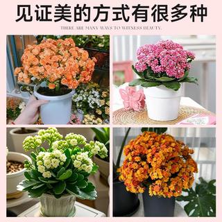 长寿花盆栽重瓣大花花苗带花苞四季开花卉绿植稀有品种大全