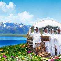 布瑞藏蜜百花蜂蜜便携袋装蜂蜜小包装西藏林芝高原土蜂蜜神秘藏蜜西藏特产 250g/瓶