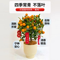 四季金桔树苗盆栽带果植物室内好养花卉客厅年宵小橘子树招财盆景