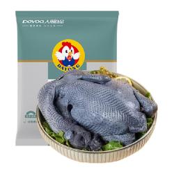 大用 谷饲喂养 乌骨鸡