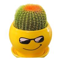 仙人球小盆栽仙人掌科办公电脑桌面多肉植物室内绿植花卉好养活