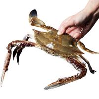 舟山梭子蟹鲜活特大野生大螃蟹新鲜冷冻海鲜水产海蟹飞蟹白蟹 7-9两/只【5斤净重 特大肥壮】