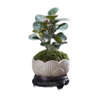 幼薇小盼菩提树盆栽植物室内花卉禅意摆件新中式办公室内桌面绿植盆景 小盼菩提+莲盆瓷盆+方形底盘 带盆栽好