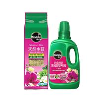 美乐棵智利毛毛虫水苔干苔藓蝴蝶兰洋兰兰花土乌龟冬眠垫材22