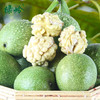 绿岭 火猴  原果核桃薄皮大仁生果 薄壳非纸皮核桃 坚果零食 鲜食核桃3斤装