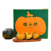 植小恬贝贝南瓜板栗味小南瓜贝贝婴儿辅食香甜 礼盒装【4-5个】净重 3斤