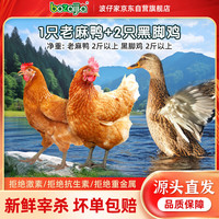 BOZAIJIA 波仔家 荆江老麻鸭黑脚散养老母鸡 1只老麻鸭+2只老母鸡 净重6斤