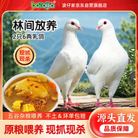 BOZAIJIA 大别山散养乳鸽 2只 1.2斤