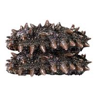 连海肴即食海参 大连鲜食海参独立包装 辽参刺参化冻即食 海鲜礼盒 500g 18-20只【固形物≥85%】