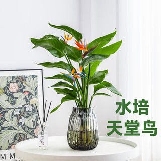 爱你一万年天堂鸟盆栽室内大型植物鹤望兰客厅办公室家庭绿植花卉水培好养 【简易花盆】1.2-1.3米4-5棵
