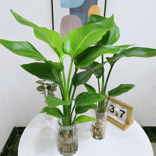 爱你一万年天堂鸟盆栽室内大型植物鹤望兰客厅办公室家庭绿植花卉水培好养 【简易花盆】1.2-1.3米4-5棵