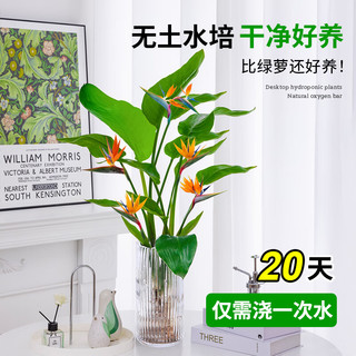 爱你一万年天堂鸟盆栽室内大型植物鹤望兰客厅办公室家庭绿植花卉水培好养 【简易花盆】1.2-1.3米4-5棵