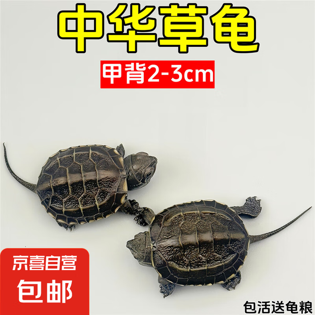 草龟活体小乌龟宠物 2-3厘米 1只单身草龟