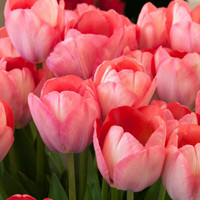 镜之月 郁金香种球四季开花室内外耐寒好养水培郁金香花种子 Y1粉步舞5球+肥料 其他