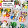 皓梵洁 HAOFANJIE 干花标本材料书签 混色干花花材盒