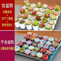 樱霞 多肉植物花卉盆栽多肉小盆栽肉肉花多肉植物 随机30棵多肉 不含盆
