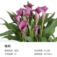 镜之月 进口种球 彩色马蹄莲裸球 多年生球根花卉 毕加索