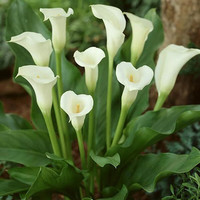 镜之月 阳台盆栽地栽 马蹄莲种球 室内室外花卉绿植盆栽 马蹄莲 白娘子