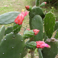 月娥 米邦塔多肉植物盆栽 仙人掌 有刺带根一颗2片