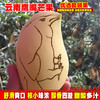 云南 保山 鹰嘴芒 180g+ 3斤