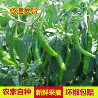 水果蔬菜 现摘新鲜青椒江西高安农家特产青辣椒当季青线椒薄皮尖椒现发 5斤 中辣