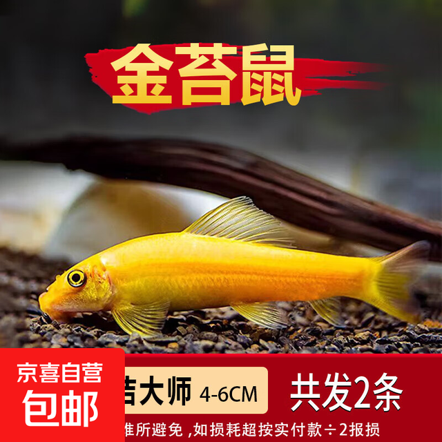 金苔鼠小型热带斑马鱼除藻工具 4-6cm 金苔鼠2条