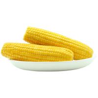 京觅【一年一季】黄土黄糯玉米6穗单穗180g起非转基因轻食 源头直发