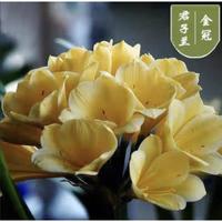 手耕田 金冠君子兰 10-12片 君子兰盆栽 四季老苗 花卉植物 室内庭院 水培绿植