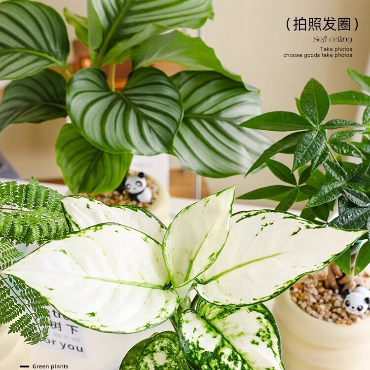 花财主北欧ins绿植陶瓷盆栽办公室内吉利红净化空气四季除甲醛桌面植物 【白犀牛】 奶油甜甜圈花盆