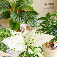 花财主北欧ins绿植陶瓷盆栽办公室内吉利红净化空气四季除甲醛桌面植物 【白犀牛】 奶油甜甜圈花盆