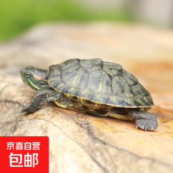 宠物乌龟活物  4-5厘米宠物龟 1只单身龟