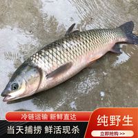 简单滋味 无品牌 草鲩新鲜大草鱼 规格整条