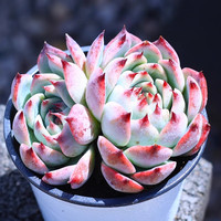 室内盆栽吉娃娃多肉植物大型景天科水蜜桃老桩水培群生肉肉花卉 不含盆