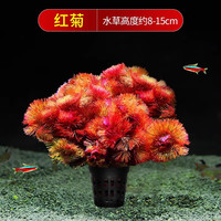 森悠 SARYOR 绿菊水草植物鱼缸造景真草水草缸净化造氧懒人套餐冒泡阴性蜈蚣草 优质红菊1盆5-6颗