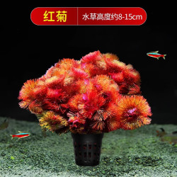 森悠 SARYOR 绿菊水草植物鱼缸造景真草水草缸净化造氧懒人套餐冒泡阴性蜈蚣草 优质红菊1盆5-6颗