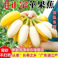 香蕉 banana 正宗苹果蕉 90克起 广东当季新鲜水果 孕妇香蕉批整箱不打药