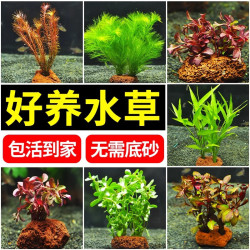 森悠 SARYOR 火山石水草绿菊蜈蚣草水榕无需底砂懒人鱼缸造景套餐阴性真草植物 火山石