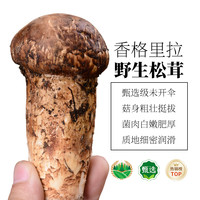 【超市严选】云南香格里拉新鲜野生松茸鲜出口特级菌子菇未开伞