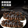 颐口福 即食野生海参9A礼盒包邮 500g即食海参（20-30只/斤）