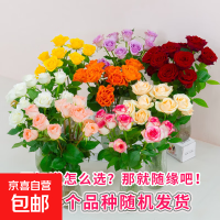 玫瑰花 10枝 随机色 45-50CM