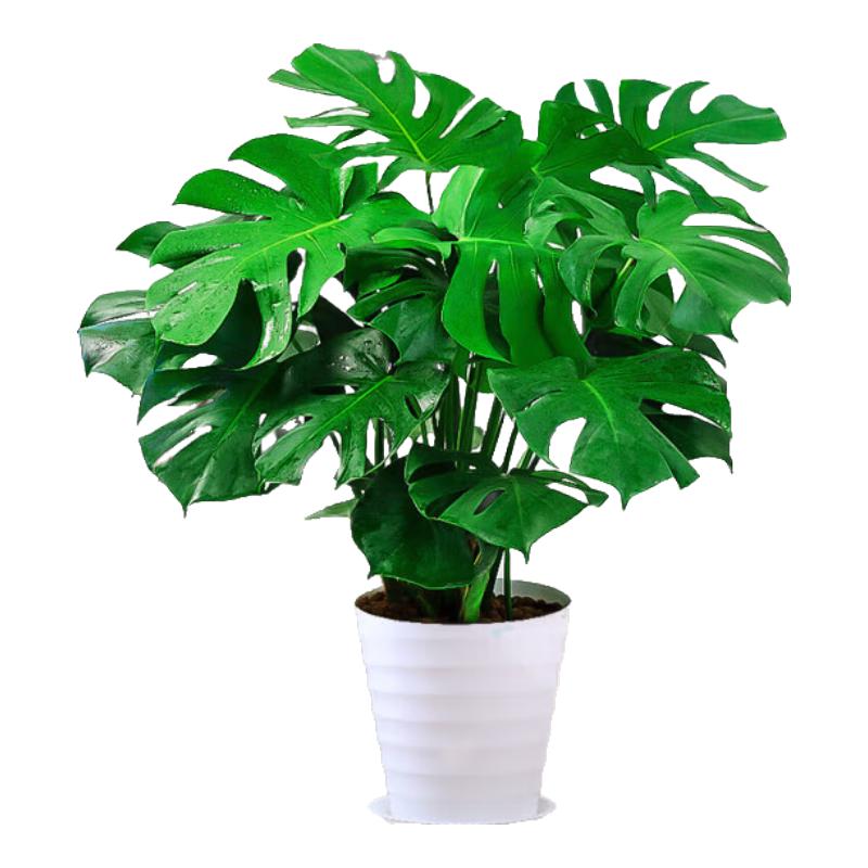 泰西丝龟背竹大型绿植室内盆栽摆件 龟背竹50-60cm+塑料螺纹盆 源头直发