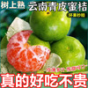 三萌果蔬 云南蜜桔酸甜口感特早熟桔子青皮蜜橘新鲜水果当季整箱青皮柑子 5斤甄选果净4.5斤