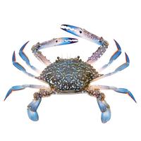 拾鲜生 海捕兰花蟹野外生长活冻远海梭子蟹净重3斤 3-4两鲜活冷冻海螃蟹源头直发 3斤3-4两/只 (6-10只装)兰花蟹