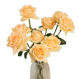 京东鲜花 玫瑰20枝1色或多色鲜花山东基地枝长40cm源头直发