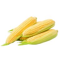 佳农宝菜山东新鲜水果甜玉米约3-4根装净重3斤当季现摘源头直发