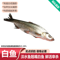 品鲜肴 淡水翘嘴白鱼 2条 每条1-1.1斤