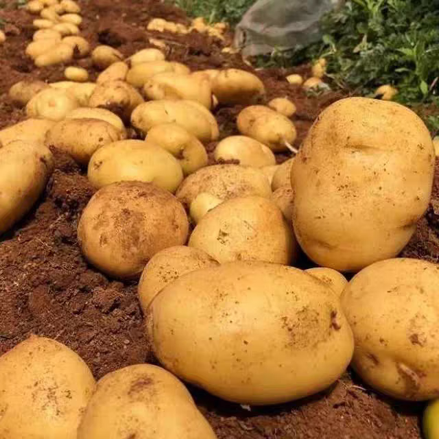 牛爱鲜 黄心土豆 5斤 根茎类蔬菜